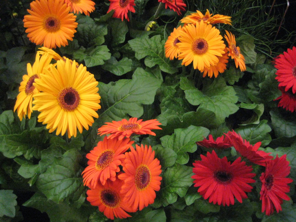 gerberas