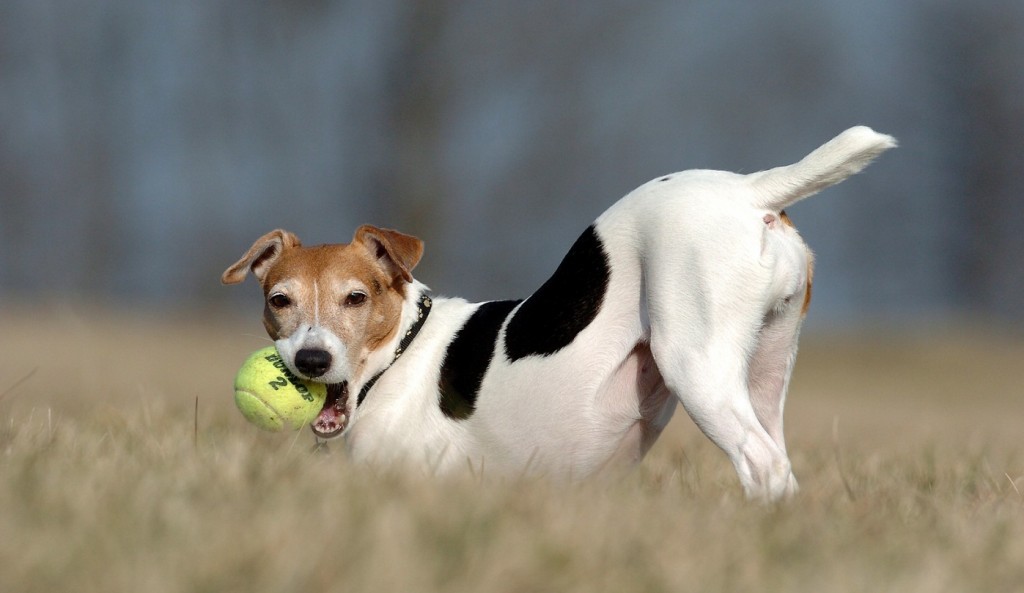 jack-russell-terrier-photo