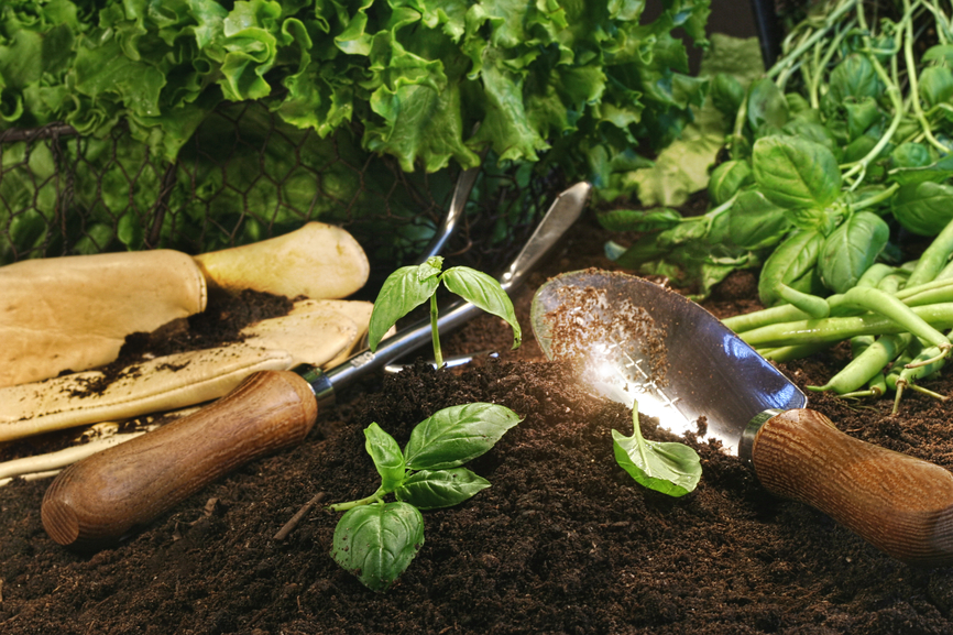 Spring garden theme with lettuce and herbs