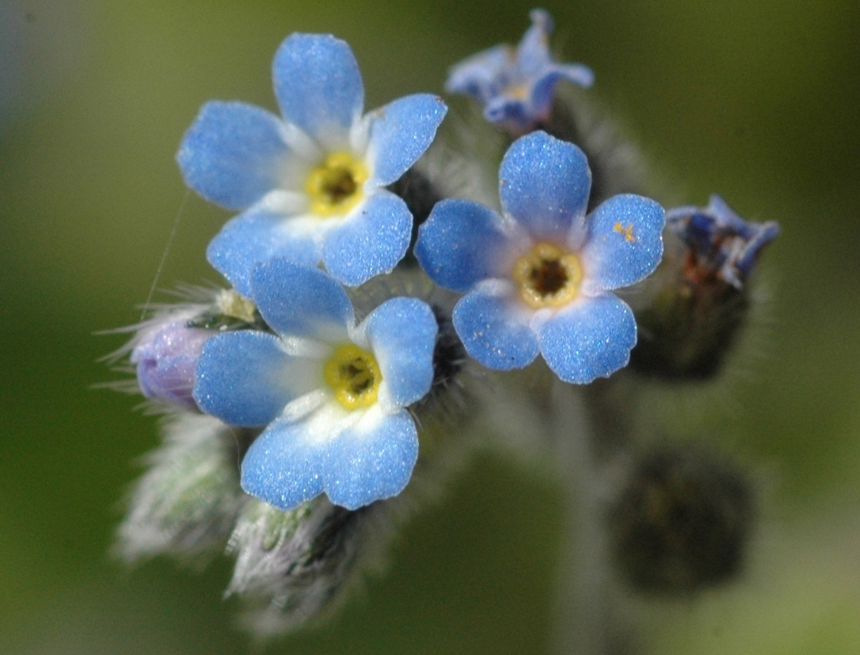 Myosotis ramosissima