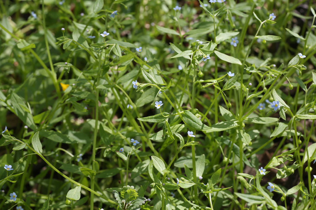 Myosotis sparsiﬂora