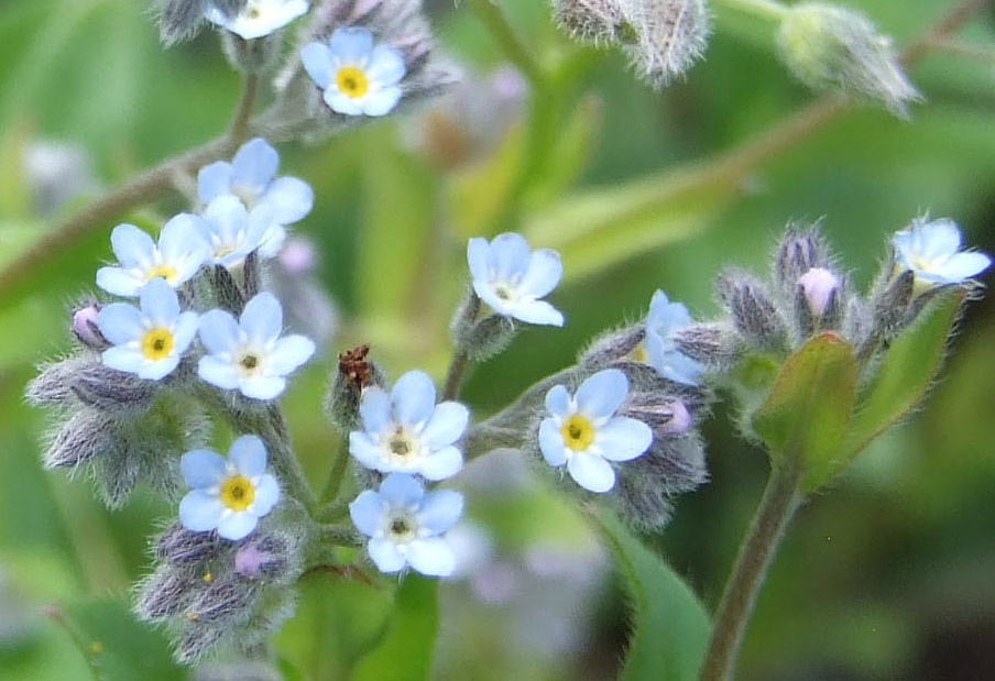 Myosotis stricta