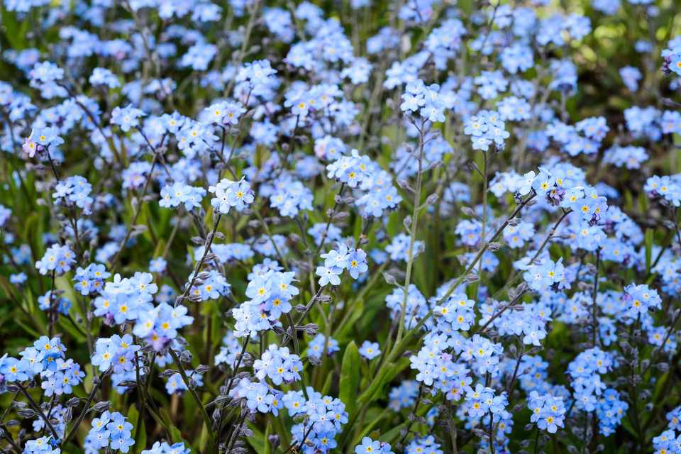 Myosotis sylvatica