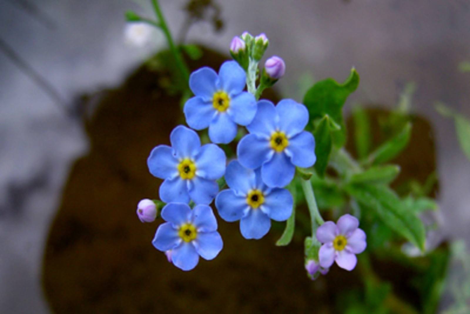 myosotis_palustris_water_forget-me-not_marginal_Merebrook_pondplants-1