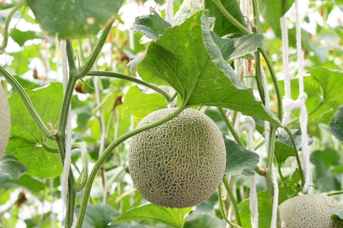 growing_cantaloupe_x1